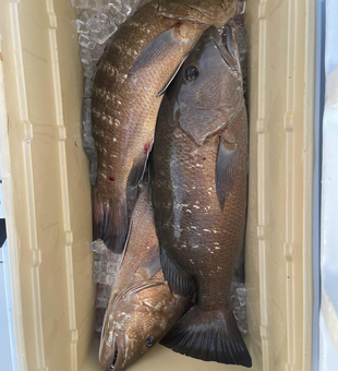 Snapper Fishing In Islamorada 